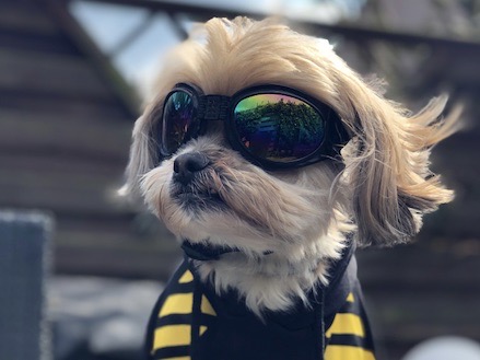 De honden