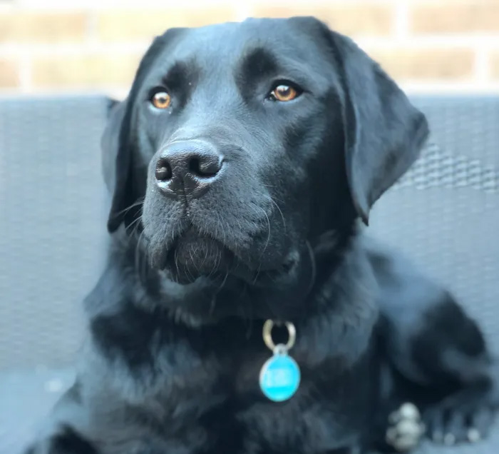 Bas – Labrador mascotte